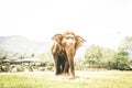 Thailand Elephant Walking toward camera