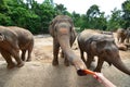 Thailand Elephants eat and feeding in forest