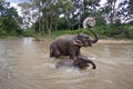 Thailand elephants splash