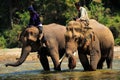 Thailand elephants