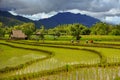 Thailand farmers rice planting working on the field. holding rice in hand rain season more cloud background mountain
