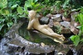 Thailand female sculpture laying in water.