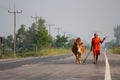 Thailand fighting bull