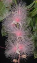 Thailand flowers - Barringtonia racemosa