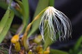 Thailand forest orchid flower, The Medusa`s Bulbophyllum Bulbop