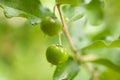 Thailand green Acerola cherry.