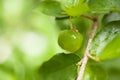 Thailand green Acerola cherry.