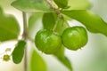 Thailand green Acerola cherry. Select focus, soft focus, high vitamin, green acerola cherry