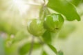 Thailand green Acerola cherry. Select focus, soft focus, high vitamin, green acerola cherry