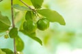 Thailand green Acerola cherry. Select focus, soft focus, high vitamin, green acerola cherry