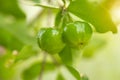 Thailand green Acerola cherry. Select focus, soft focus, high vitamin, green acerola cherry