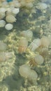 THAILAND Jellyfish fish #12
