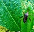 bugs on the leaf