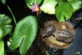 Thailand, Koh samui Island: Chinese turtle