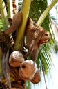 Thailand, Koh Samui: Monkey harvesting coconut