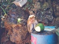 Thailand. Krabi - February 19, 2019: A monkey with a coconut sits on a garbage can. Ecological problems