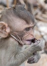 Thailand, Krabi province . Wild monkeys on the beaches of the An Royalty Free Stock Photo