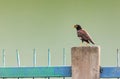 Thailand local bird standing on the steel wall wait hunting insect in before sunset