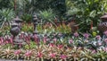 Flowerbed with Bromelia of different species.