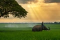 Thailand, the mahout, and elephant in the green rice field during the sunrise