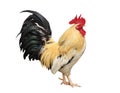 Thailand male chicken rooster isolated