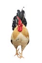 Thailand male chicken rooster isolated