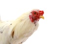 Thailand male chicken rooster isolated. Agriculture, background.