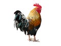 Thailand male chicken rooster isolated
