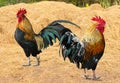 Thailand male chicken rooster isolated