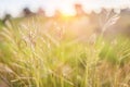 Thailand meadow. Grass closeup Royalty Free Stock Photo