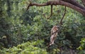 Thailand monkey climbing tree branches. Royalty Free Stock Photo