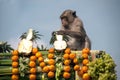 Thailand Monkey Party ( Thailand Monkey Buffet ) Royalty Free Stock Photo