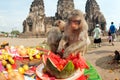 Thailand Monkey Party ( Thailand Monkey Buffet ). Royalty Free Stock Photo