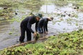 Thailand Oct 2, 2021 Groups of people are removing water hyacinth weed scraps from rivers, causing water pollution to pollute