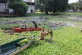 Thailand Oct 2, 2021 Groups of people are removing water hyacinth weed scraps from rivers, causing water pollution to pollute