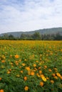 Orange Cosmic Flowers Field Background Royalty Free Stock Photo