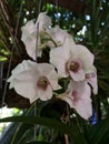 Thailand orchids Royalty Free Stock Photo