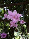 Thailand orchids Royalty Free Stock Photo