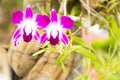 Thailand orchids or Dendrobium on the tree.Close up Royalty Free Stock Photo