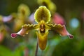 Thailand Orchids in a wild Royalty Free Stock Photo