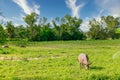 1,02,2020 Thailand PATTAY, Bull in the field, excursion FRUIT GARDEN Royalty Free Stock Photo