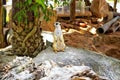 Thailand, Pattaya, Khao Kheo zoo, nature, Asia, meerkat