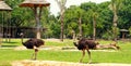 Thailand, Pattaya, Khao Kheo zoo, nature, Asia, ostriches