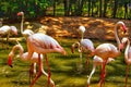 Thailand, Pattaya, Khao Kheo zoo, nature, Asia, pink flamingos