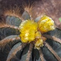 Blooming bright yellow cactus flowers, close-up Royalty Free Stock Photo