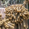 Glade of cacti, Cleistocactus Cleistocactus.