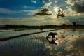 Farmers grow rice Thailand.