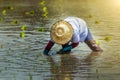 Thailand rice farmers planting season.