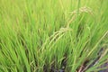 Thailand Rice Royalty Free Stock Photo
