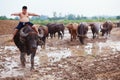 Thailand Rural Traditional Scene, Thai farmer shepherd boy is riding a buffalo, tending buffaloes herd to go back farmhouse.